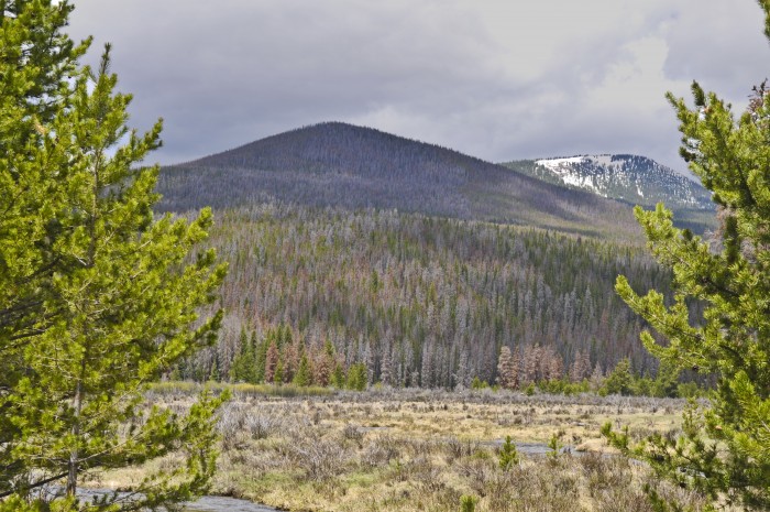 Lodgepole pine (Pinus contorta) on distant mountains in Colorado killed during an epidemic of Mountain pine beetle (MPB), Dendroctonus ponderosae, native to the forests of western North America. The current epidemic (as of 2010) is the result of warm temperatures and dense stands of lodgepole pine. Forests of the U.S. West are very crowded with older trees due to fire suppression efforts by humans dating back to the late 19th century.