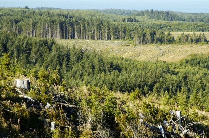 Clearcut area on a mountainside along the Pacific coast.