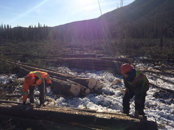 Operations foresters checking log quality