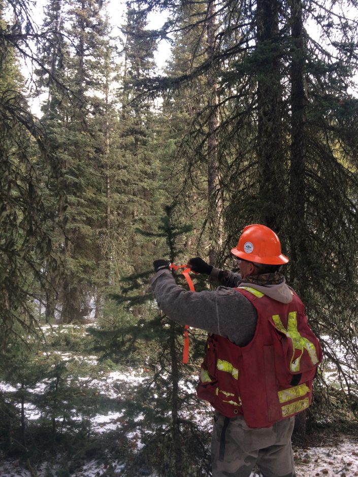 Forest Harvesting Operations