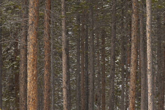 Straight and narrow Lodge Pole Pine trees in a Colorado forest near Crested Butte.