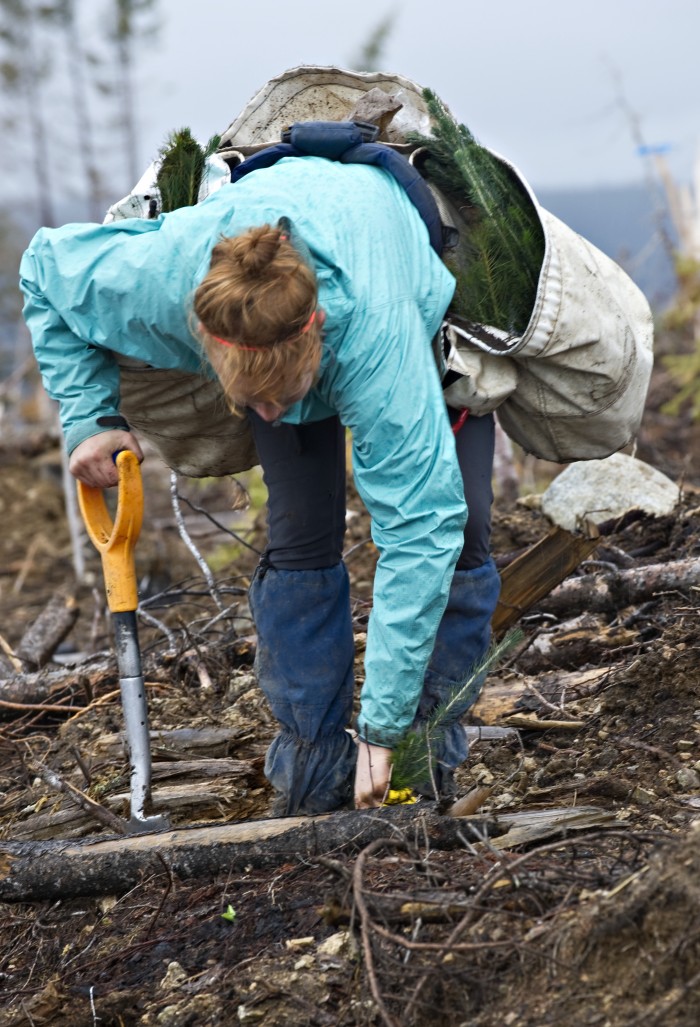 Tree planting 